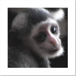 Colobus Monkey baby Posters and Art